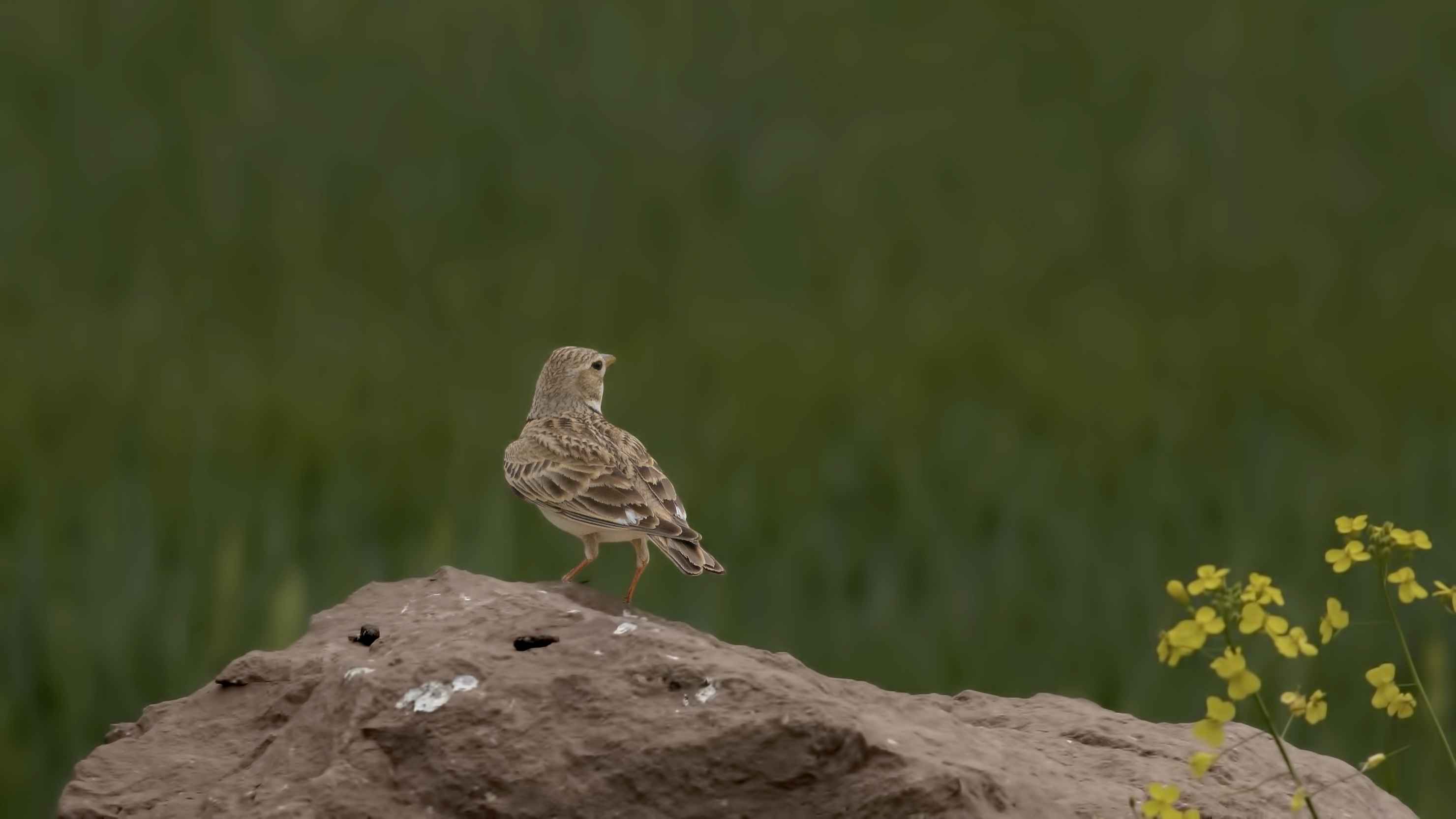 Calandra Lark